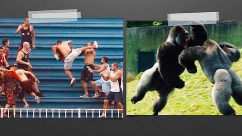 Estadio Corregidora: Más cercanos a gorilas que a humanos