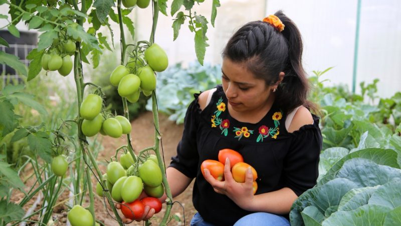 Con el Programa Integral Alimentario, cosechan productos orgánicos en Tetela de Ocampo