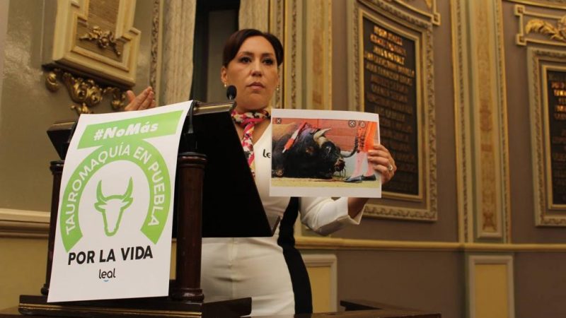 Presenta diputada del PAN iniciativa para prohibir las corridas de toros en Puebla
