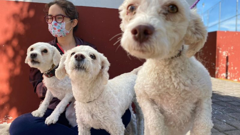 Realiza San Pedro Cholula esterilización de perros y gatos