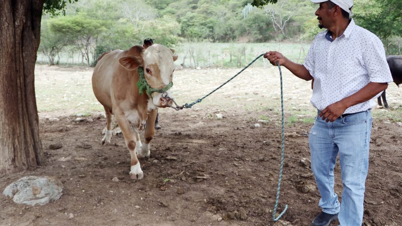 Mantiene autoridad estatal protocolos de sanidad de ganado en Puebla
