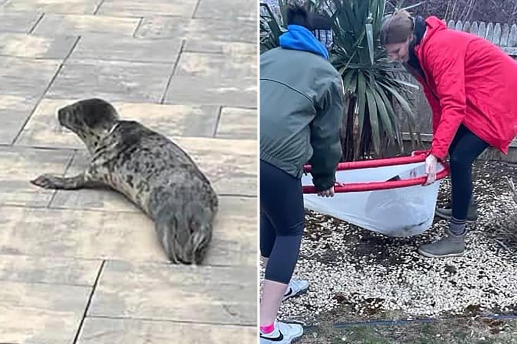 Bebé foca logró cruzar autopista de Nueva Jersey sin ser arrollada