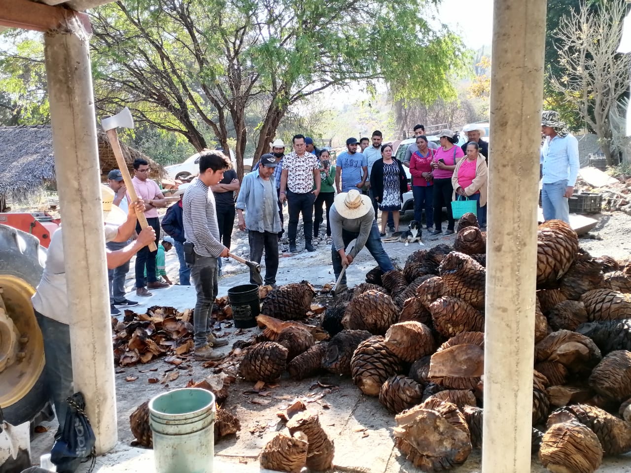 Impulsan en Izúcar de Matamoros a productores de mezcal