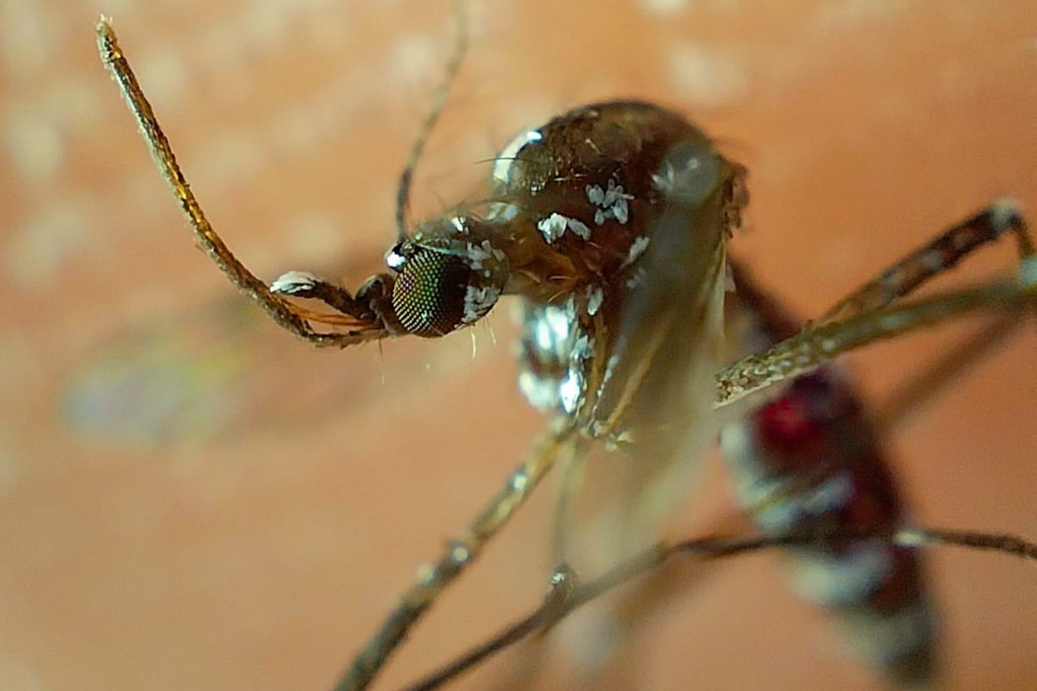 Puebla registra 17 casos de dengue en las últimas horas