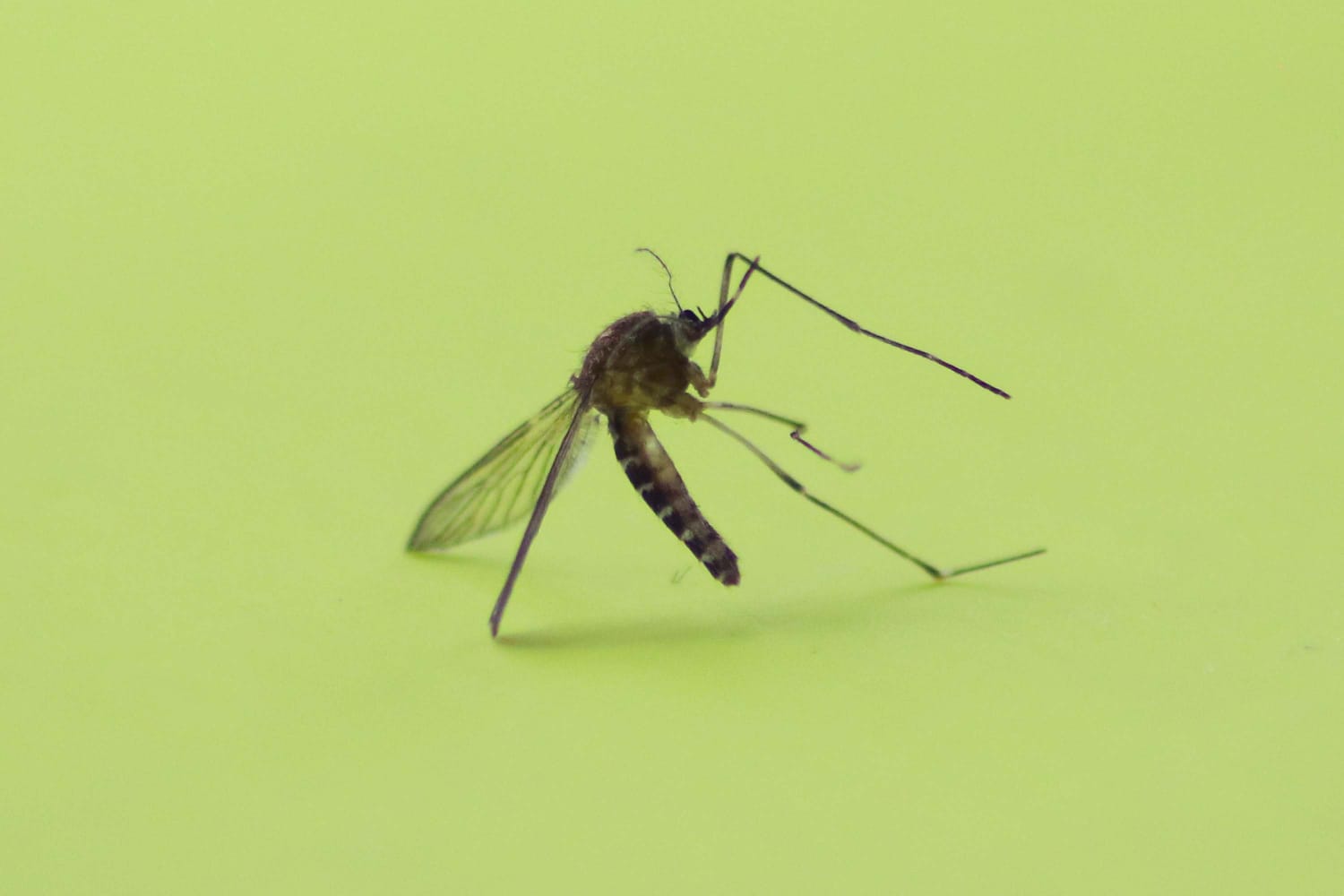 Reporta Salud 14 personas hospitalizadas por dengue