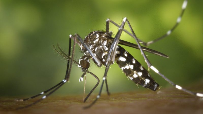 Reporta Salud mil 646 casos acumulados de dengue en 80 municipios