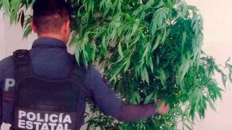 Asegura Policía Estatal planta de marihuana en Xochitlán