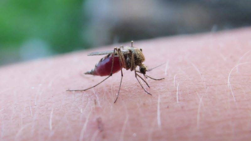 Registra Salud dengue en 82 municipios