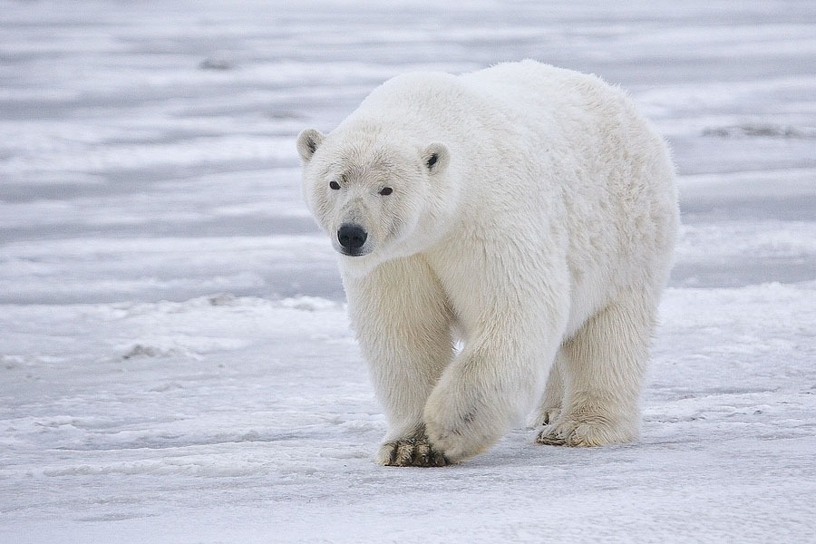 Muerte de oso polar por gripe aviar causa alerta