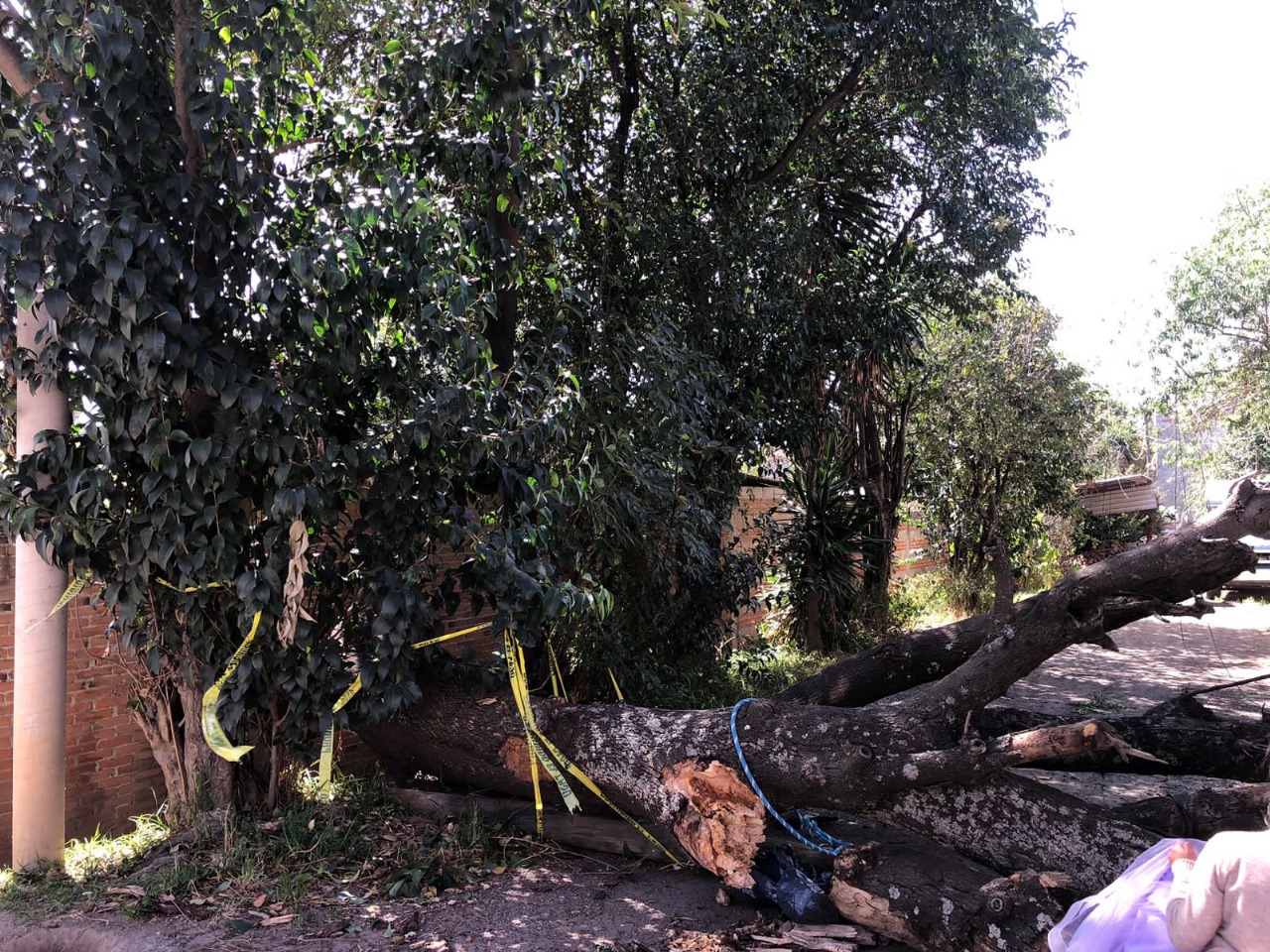 Generan fuertes vientos caída de árboles y espectaculares en San Pedro Cholula