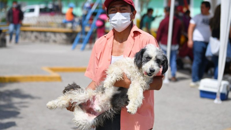 Inicia Salud Jornada Nacional de Vacunación Antirrábica Canina y Felina