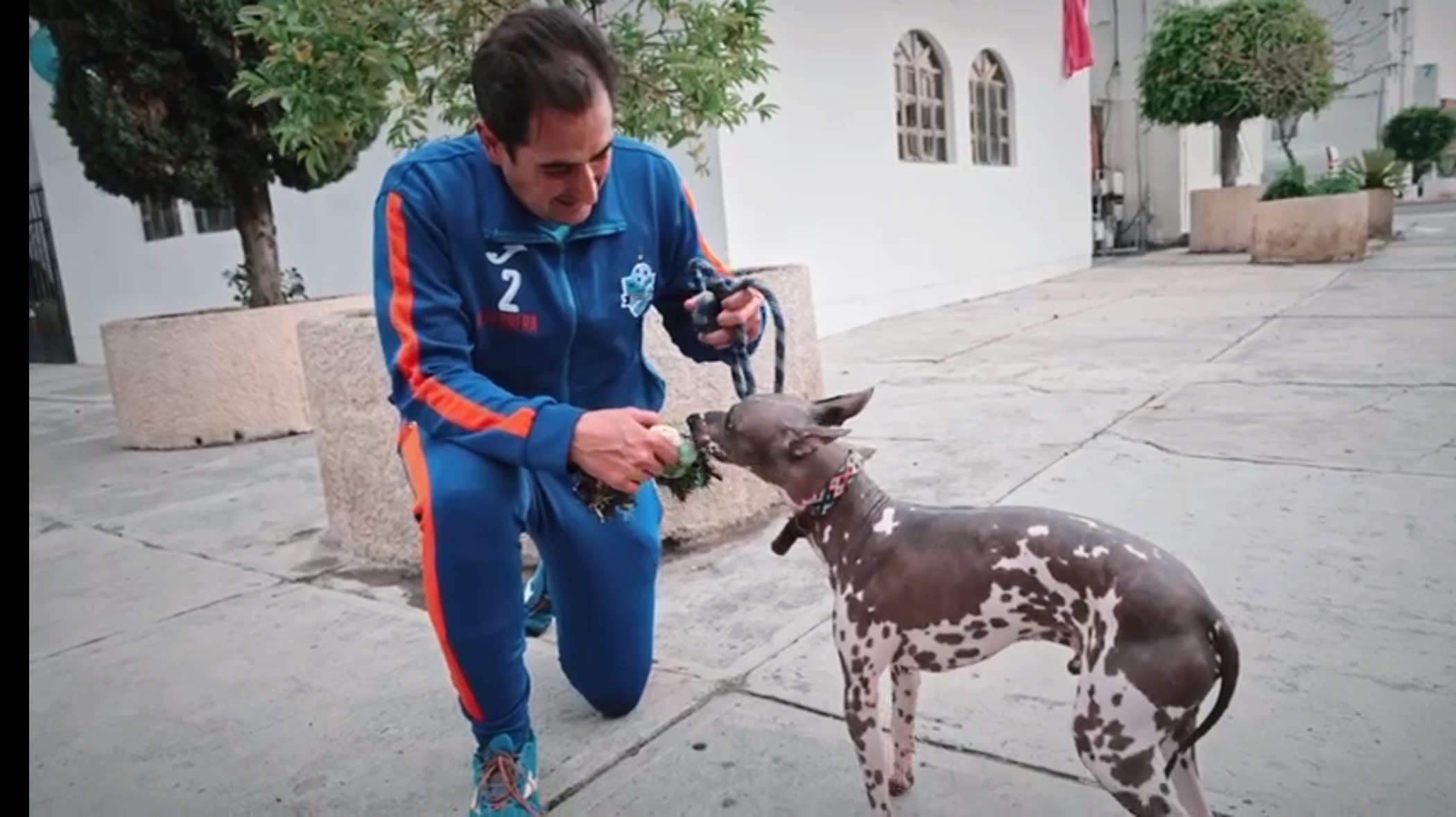 Importante legislar por el bienestar animal: Manolo Herrera