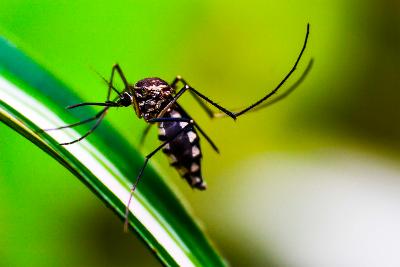 Registra Salud 19 contagios por dengue en las últimas 24 horas