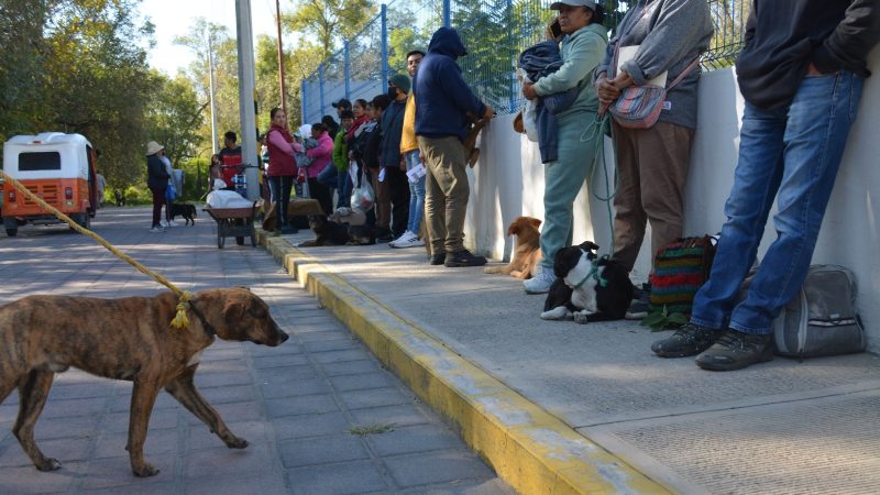 Realizan Jornada de Esterilización de mascotas en Coronango