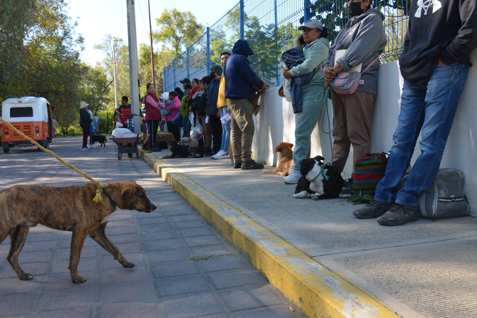 Realizan Jornada de Esterilización de mascotas en Coronango