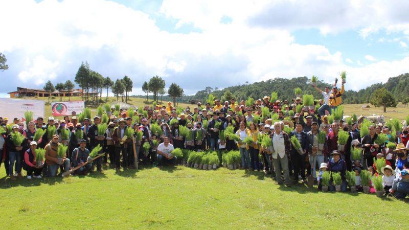 Culminan Jornadas de Reforestación en comunidades de Zacatlán