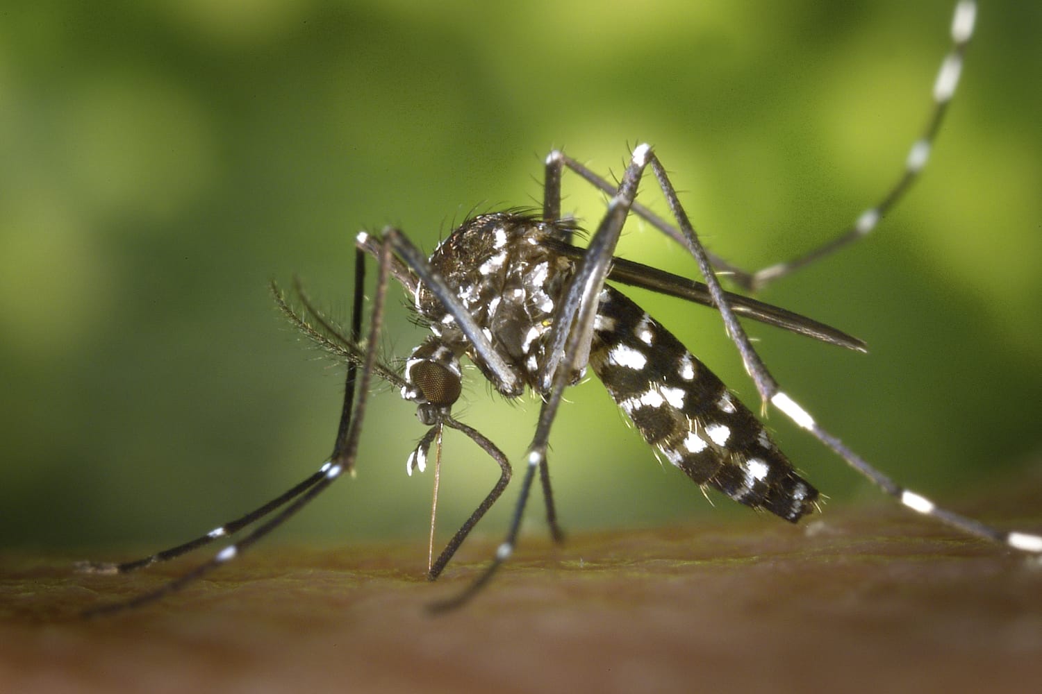 Reporta Salud mil 646 casos acumulados de dengue en 80 municipios