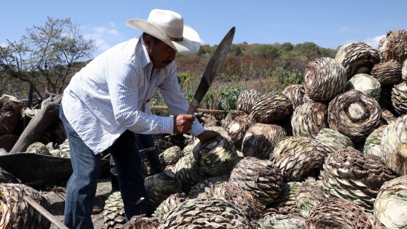Desde agosto de 2023, SDR ha entregado 7.5 millones de plantas de agave en la Mixteca de Puebla