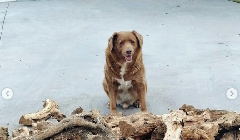 Muere a los 31 años el perrito más longevo del mundo