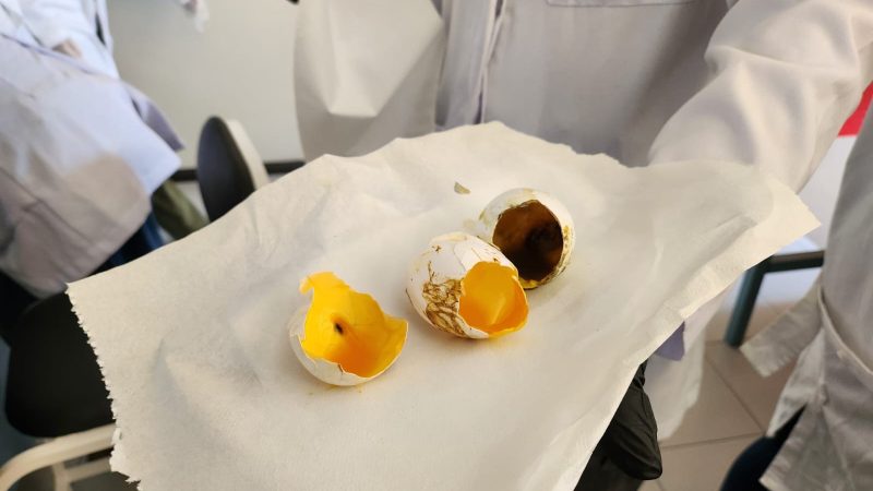 Explica académica de la IBERO Puebla riesgos de consumir huevo sucio