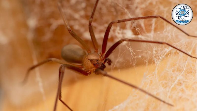 Temporada de araña violinista: ¿Cuánto tiempo tarda en hacer efecto el veneno tras la mordedura?