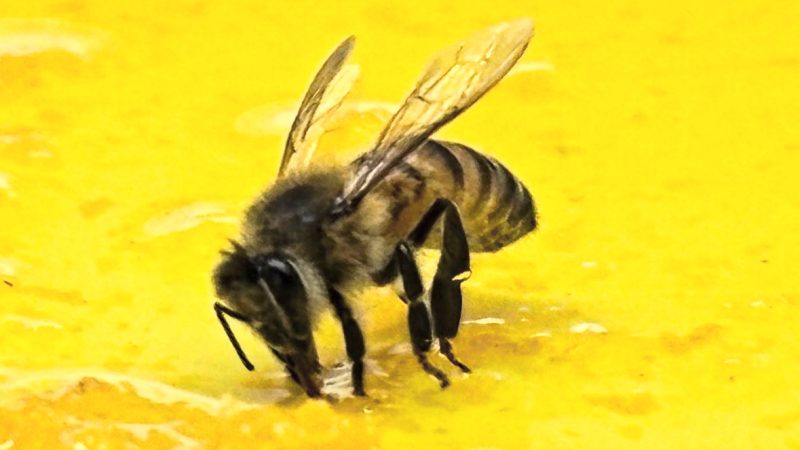 Descubre la Importancia de las Abejas en México