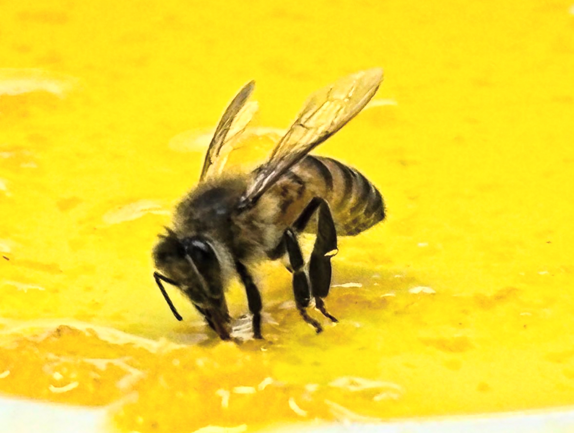 Descubre la Importancia de las Abejas en México