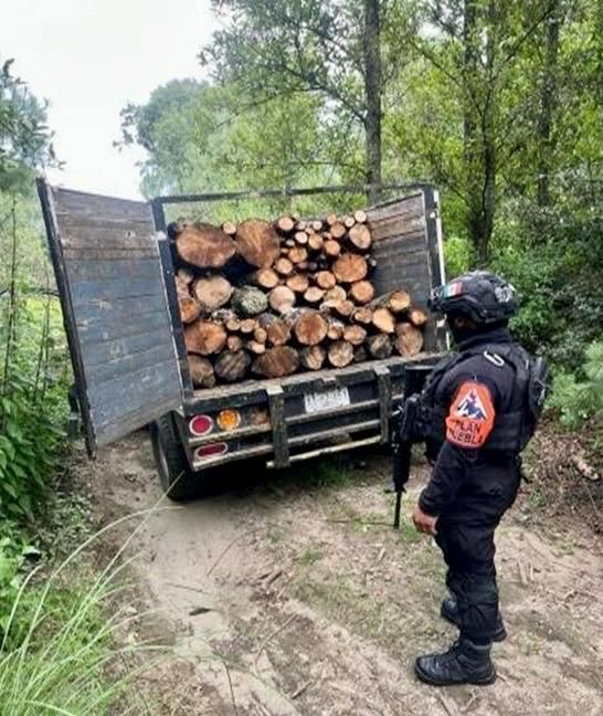 Desmantelan red de tala ilegal en La Malinche