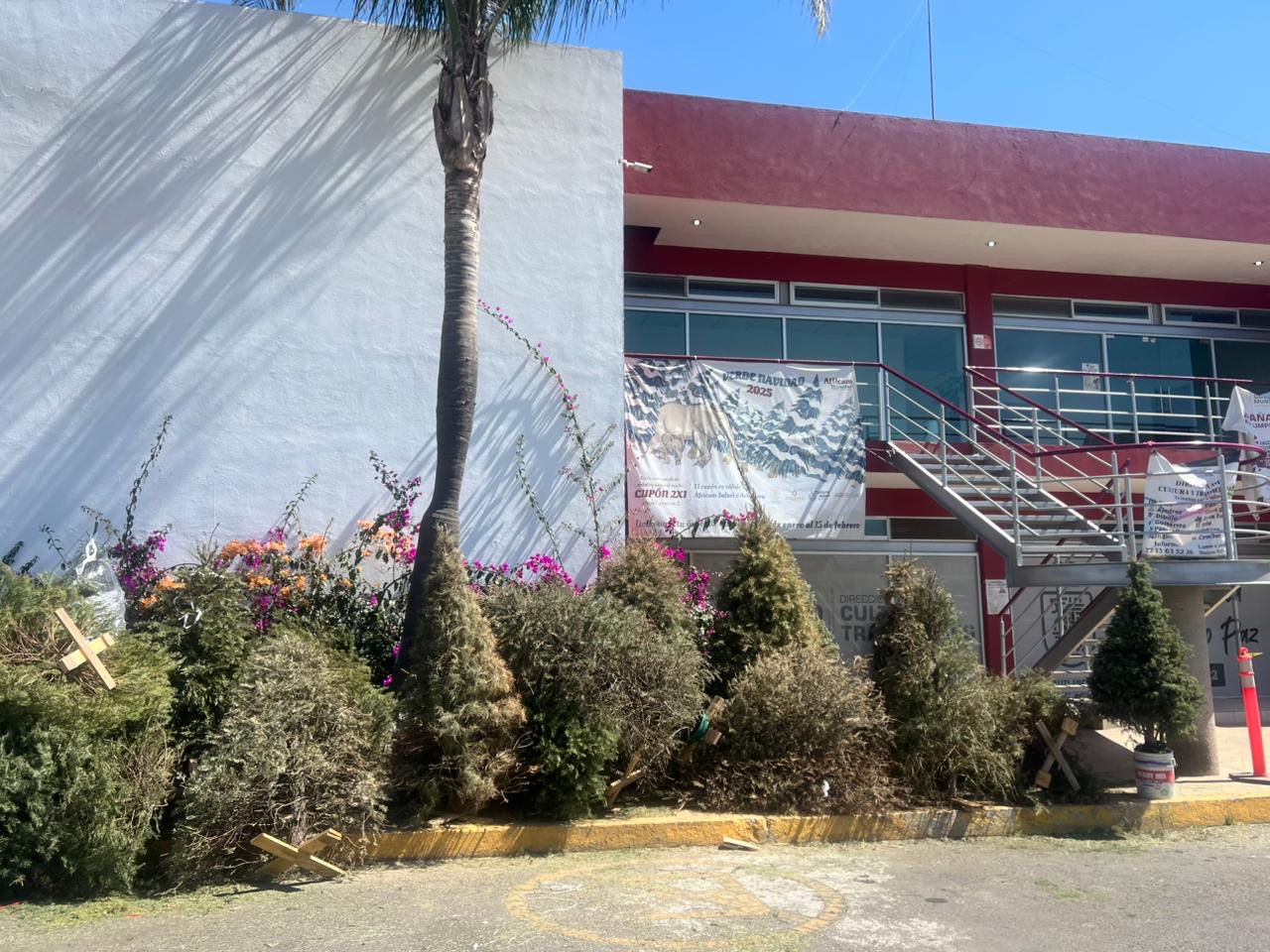 Por concluir plazo para acopio de árboles navideños en Cuautlancingo