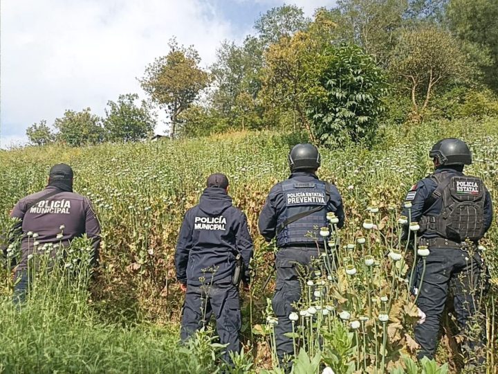 Aseguran en Zoquitlán cultivo de amapola oculto en terreno agrícola