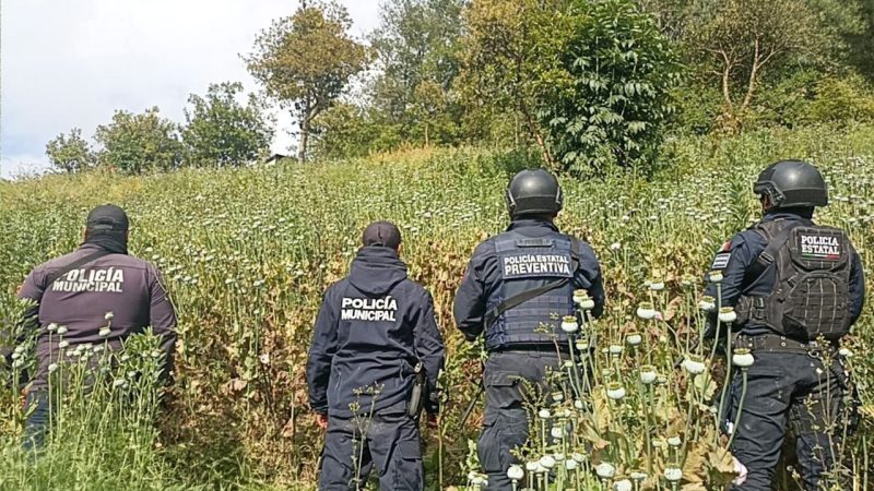 Aseguran en Zoquitlán cultivo de amapola oculto en terreno agrícola